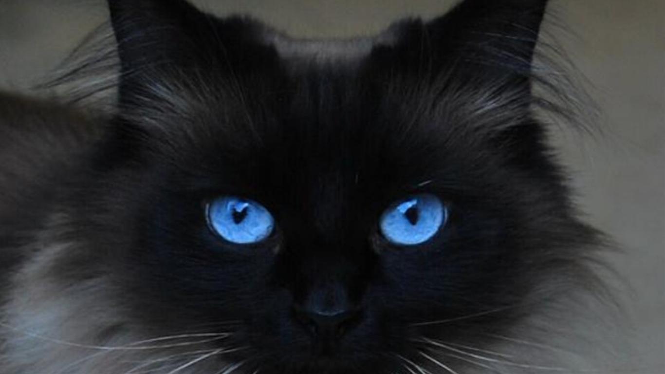 どこか神々しい 青い目の猫たち 猫画像集 Naver まとめ