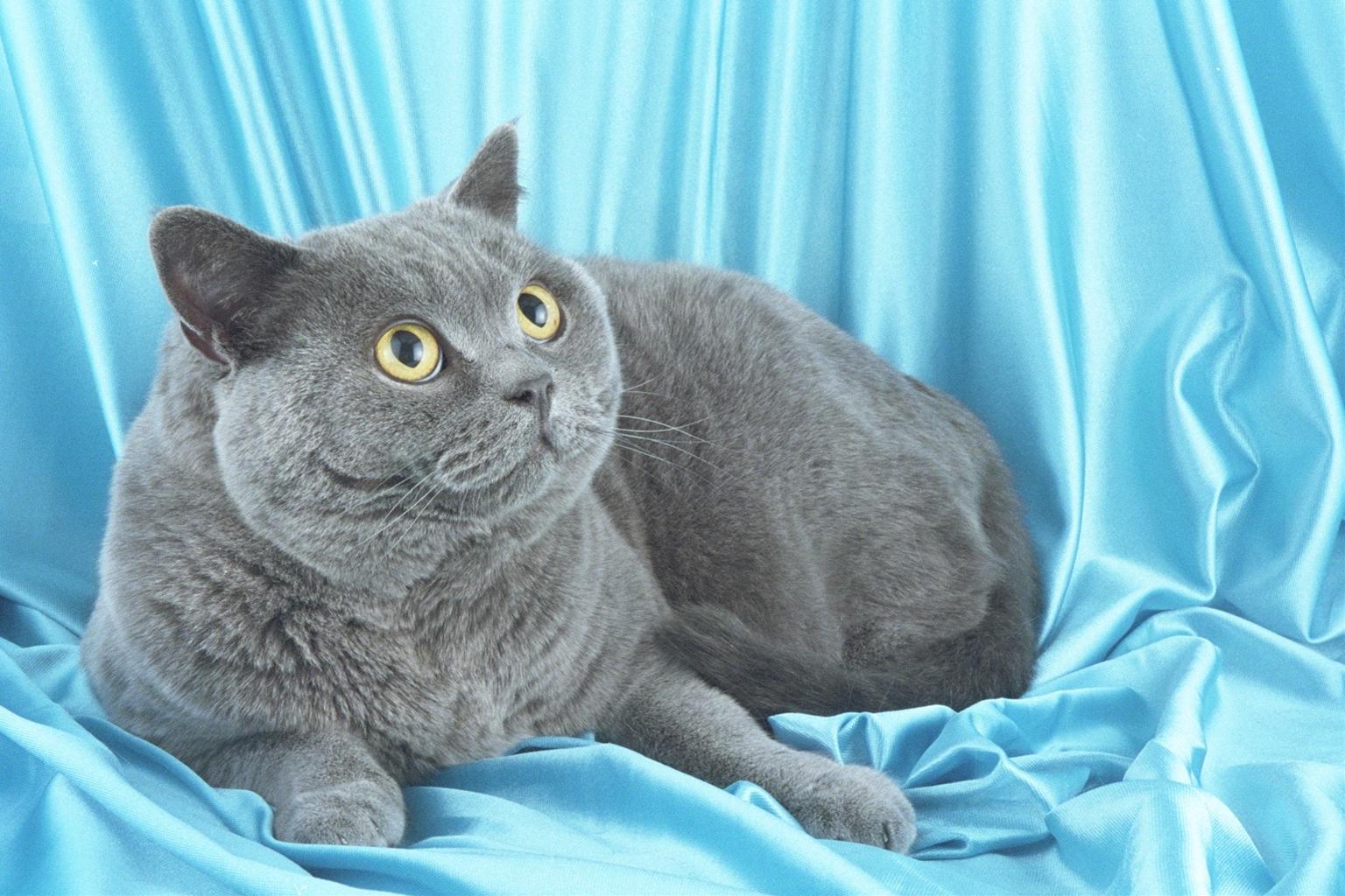かわいい猫画像No.16「猫−ブリティッシュショートヘアの壁紙画像「ブルーシート・上目遣い」」