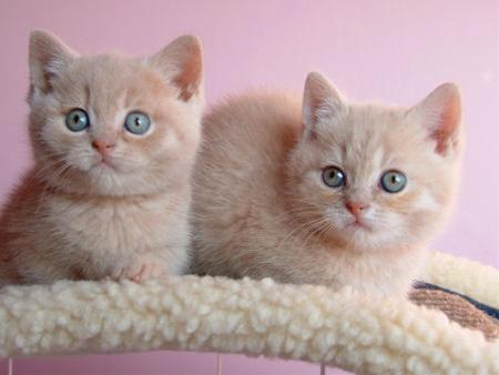 かわいい猫画像No.38「猫−ブリティッシュショートヘアの壁紙画像「子猫・2兄弟」」