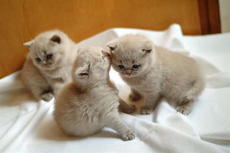 かわいい猫画像No.39「猫−ブリティッシュショートヘアの壁紙画像「こねこ・3兄弟」」