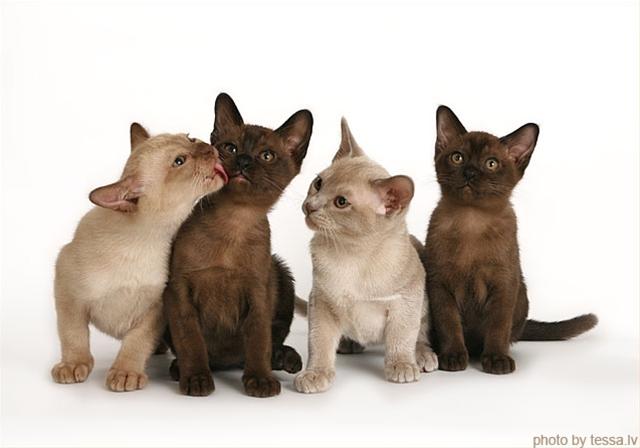 かわいい猫画像No.1「猫−バーミーズの壁紙画像「子猫・4兄弟・白と黒」」