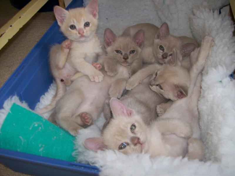 かわいい猫画像No.3「猫−バーミーズの壁紙画像「子猫・たくさん」」