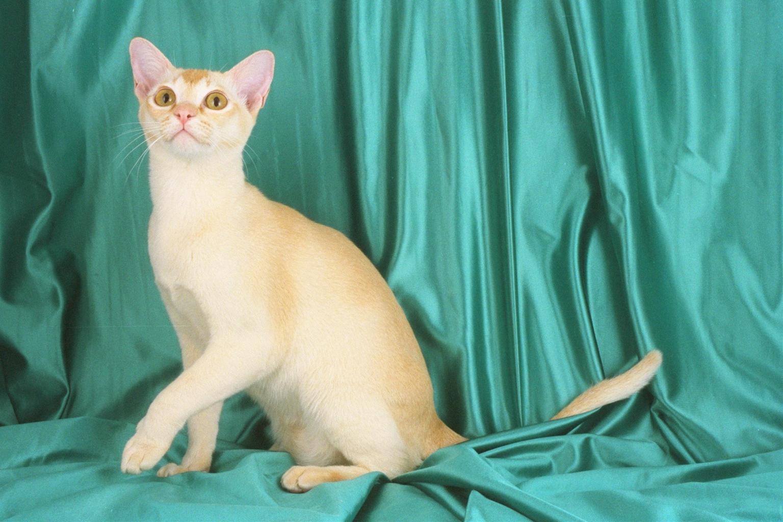 かわいい猫画像No.9「猫−バーミーズの壁紙画像「しなやかな身体・緑のカーテン」」