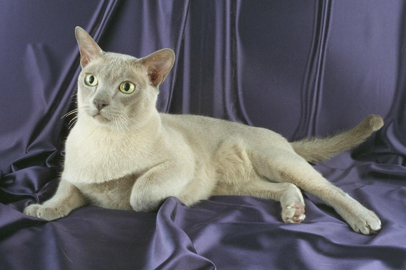 かわいい猫画像No.10「猫−バーミーズの壁紙画像「紫シート・横になって・リラックス」」