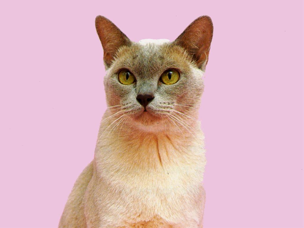 かわいい猫画像No.16「猫−バーミーズの壁紙画像「上半身アップ・丸い頭」」