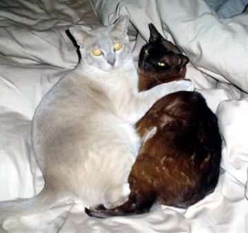 かわいい猫画像No.17「猫−バーミーズの壁紙画像「抱きしめあって・2匹」」