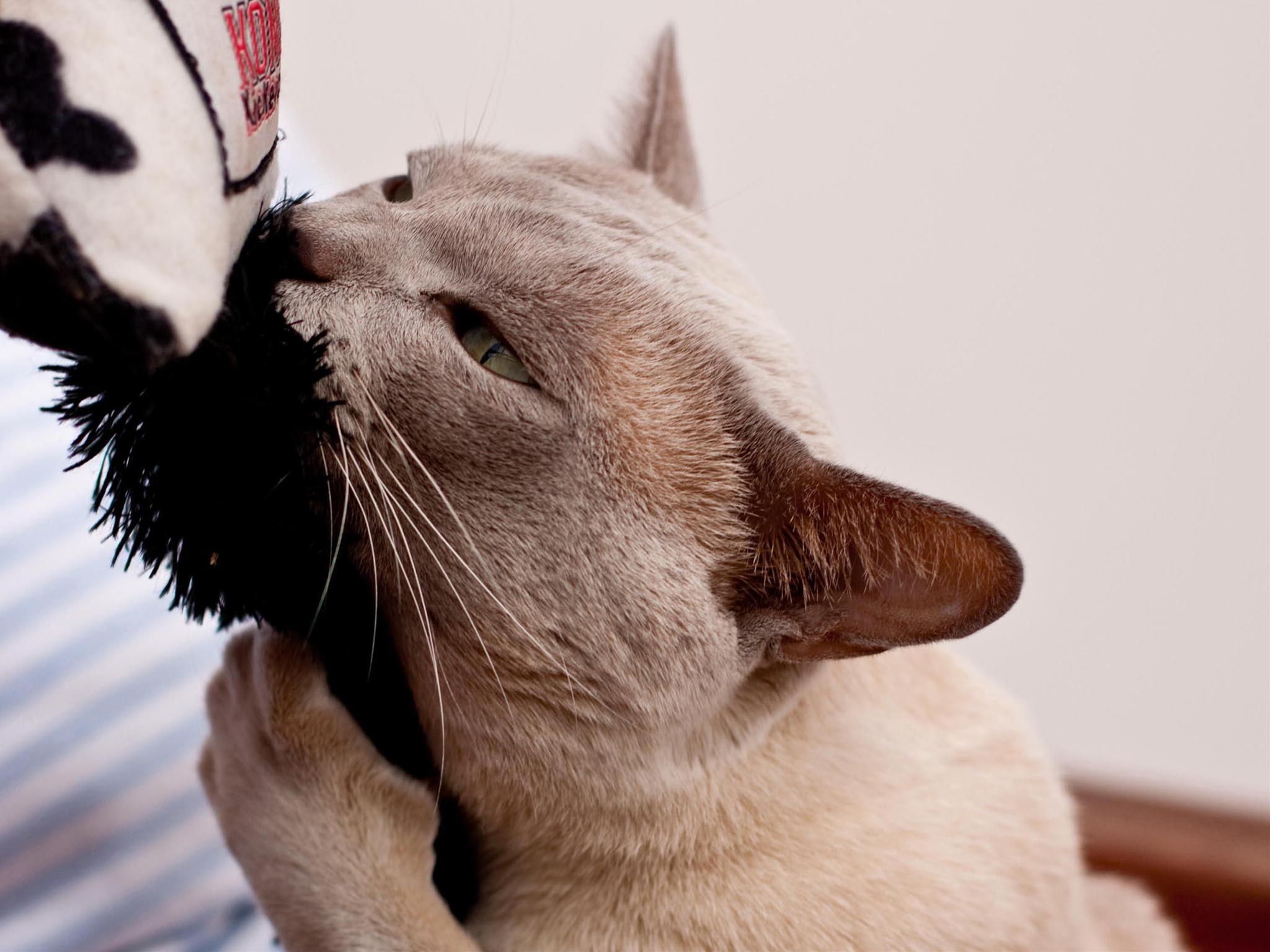 かわいい猫画像No.23「猫−バーミーズの壁紙画像「じゃれてます・ふっくら頬」」
