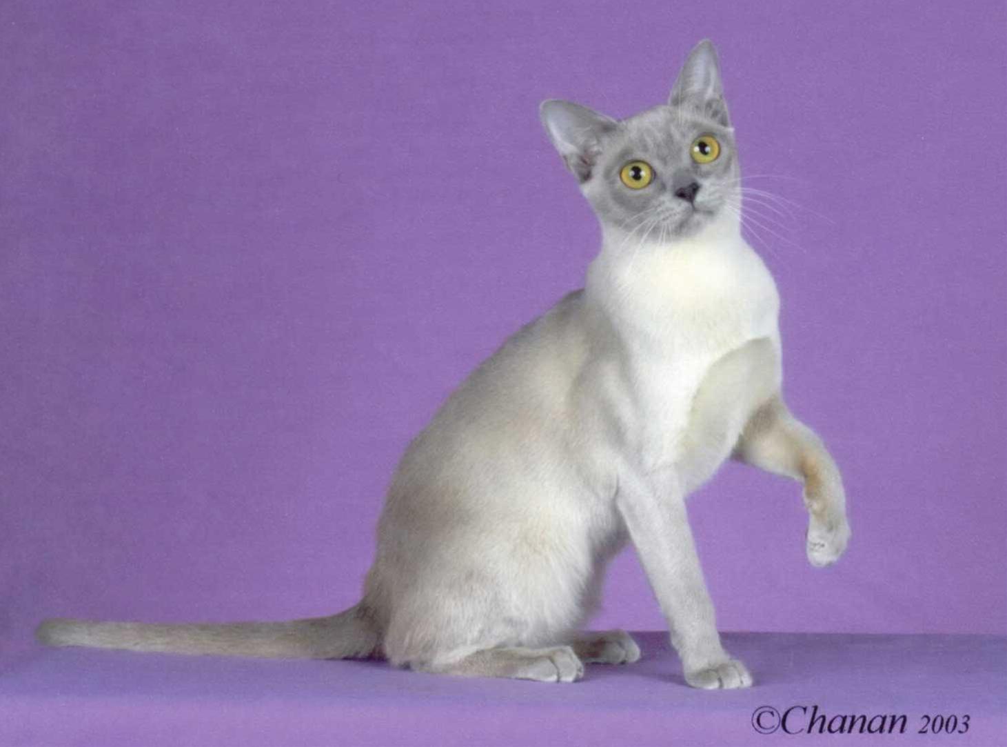 かわいい猫画像No.30「猫−バーミーズの壁紙画像「紫背景・コンパニオンキャット」」