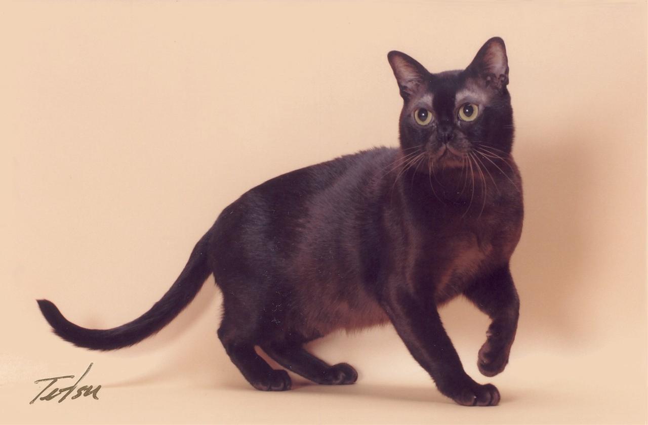 かわいい猫画像No.42「猫−バーミーズの壁紙画像「丸い頭」」