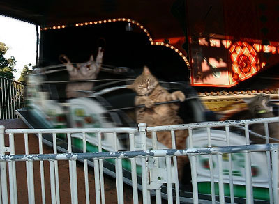 おもしろい猫の画像・写真-地獄のメリーゴーランド