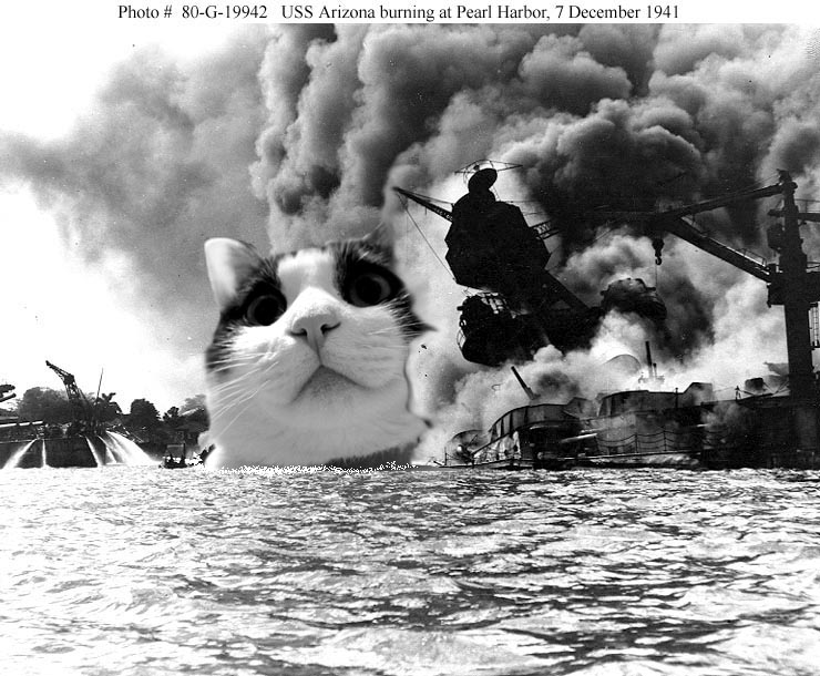 おもしろい猫の画像・写真-にゃんこ戦艦襲来