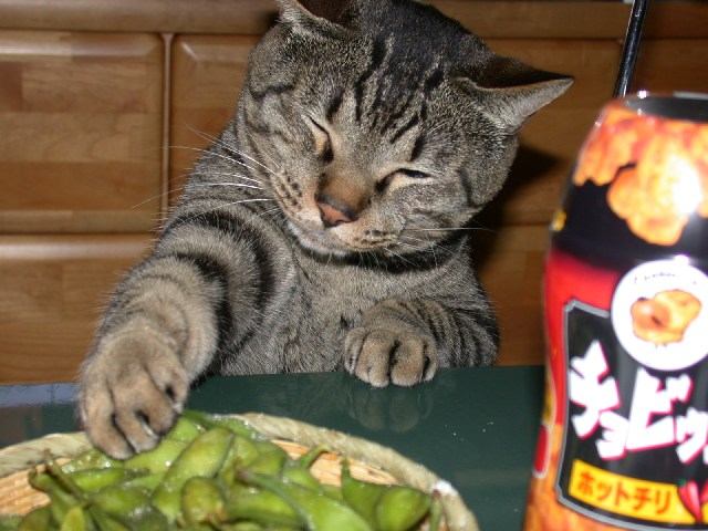 猫の画像・写真-ビールには枝豆