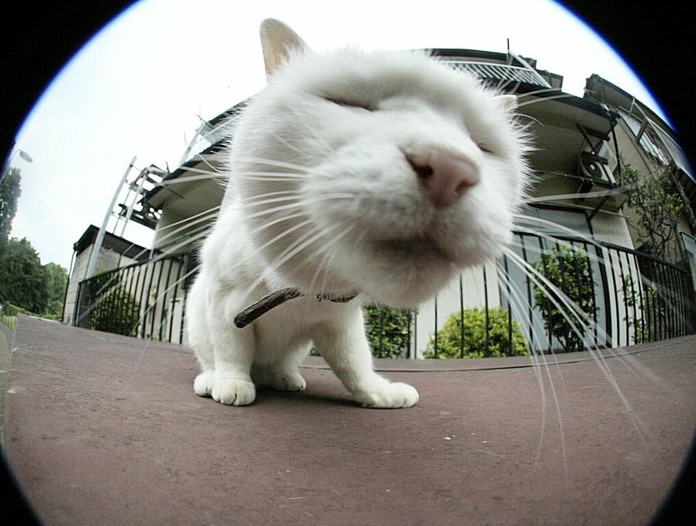 かわいい猫の壁紙-魚眼レンズ