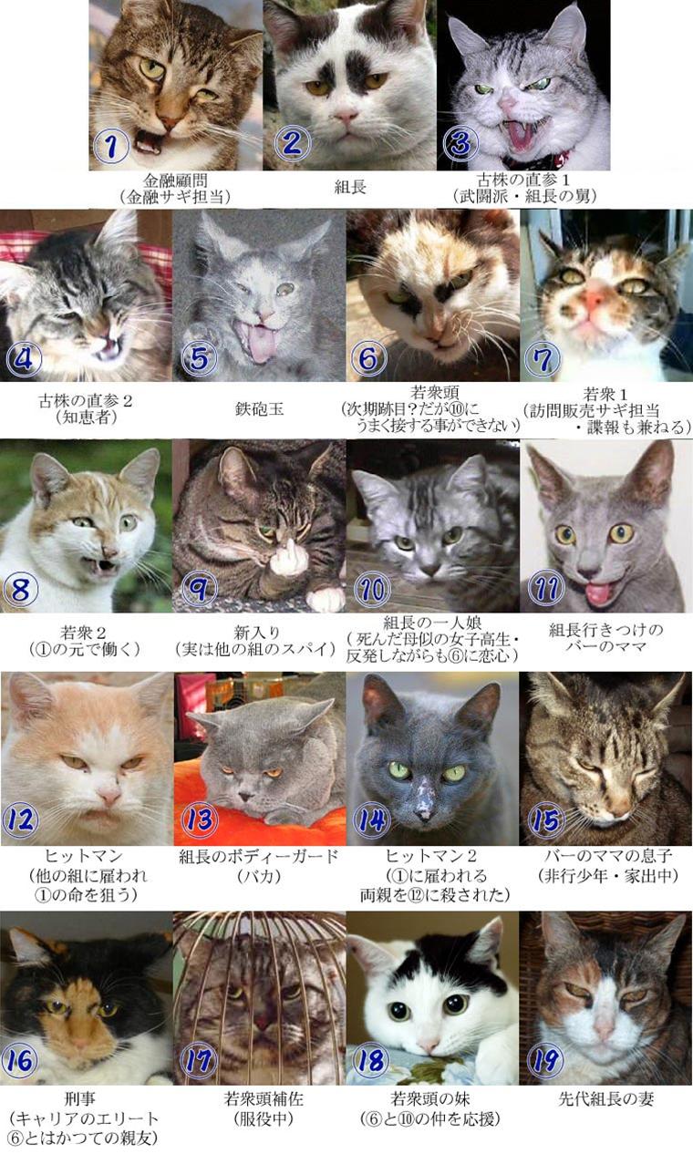 おもしろい猫の画像・写真-ニャー丸組構成員