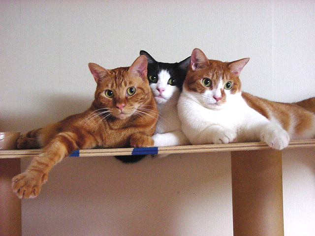かわいい猫の壁紙-美男女三人集