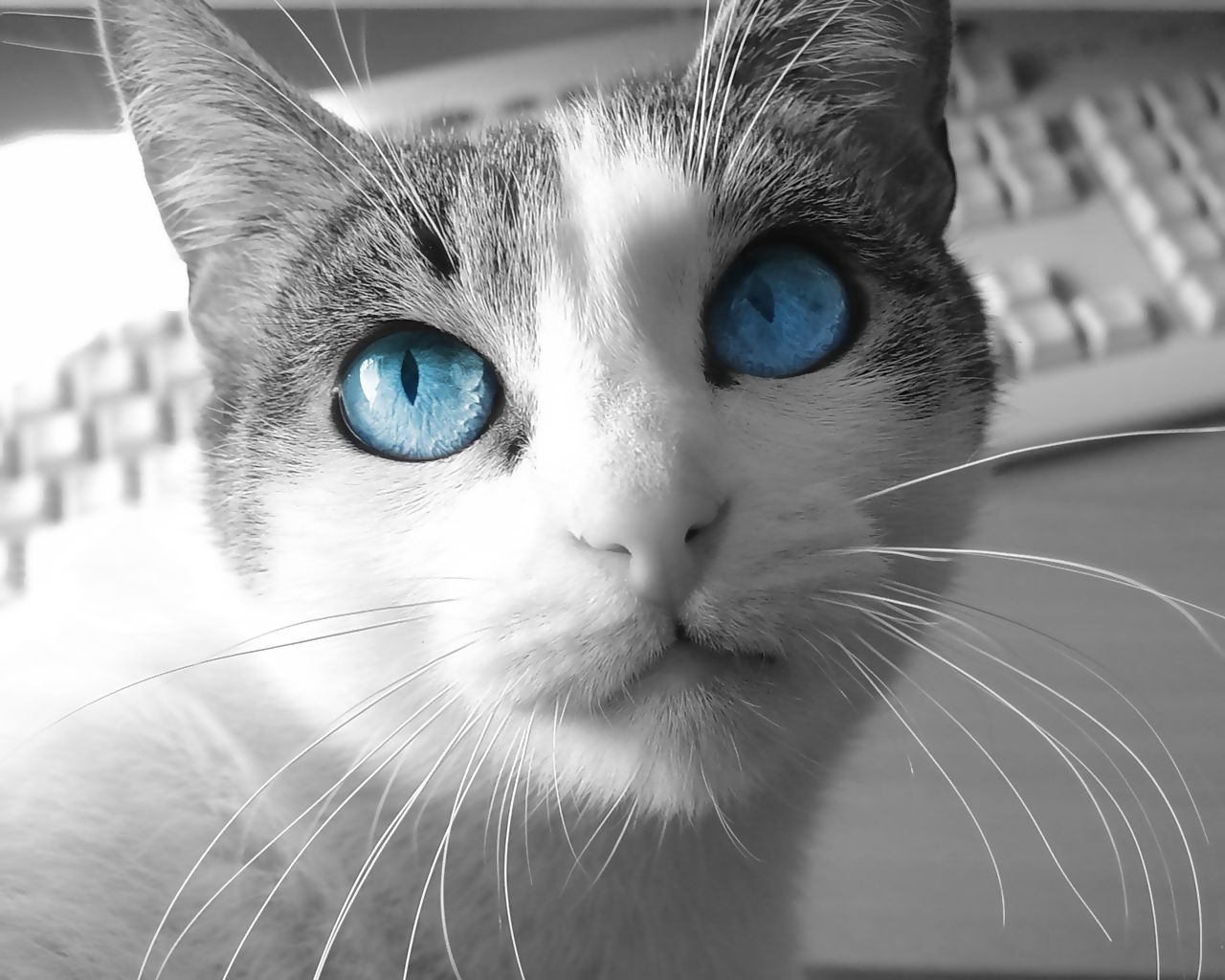 かわいい猫の壁紙-クールブルーアイズ