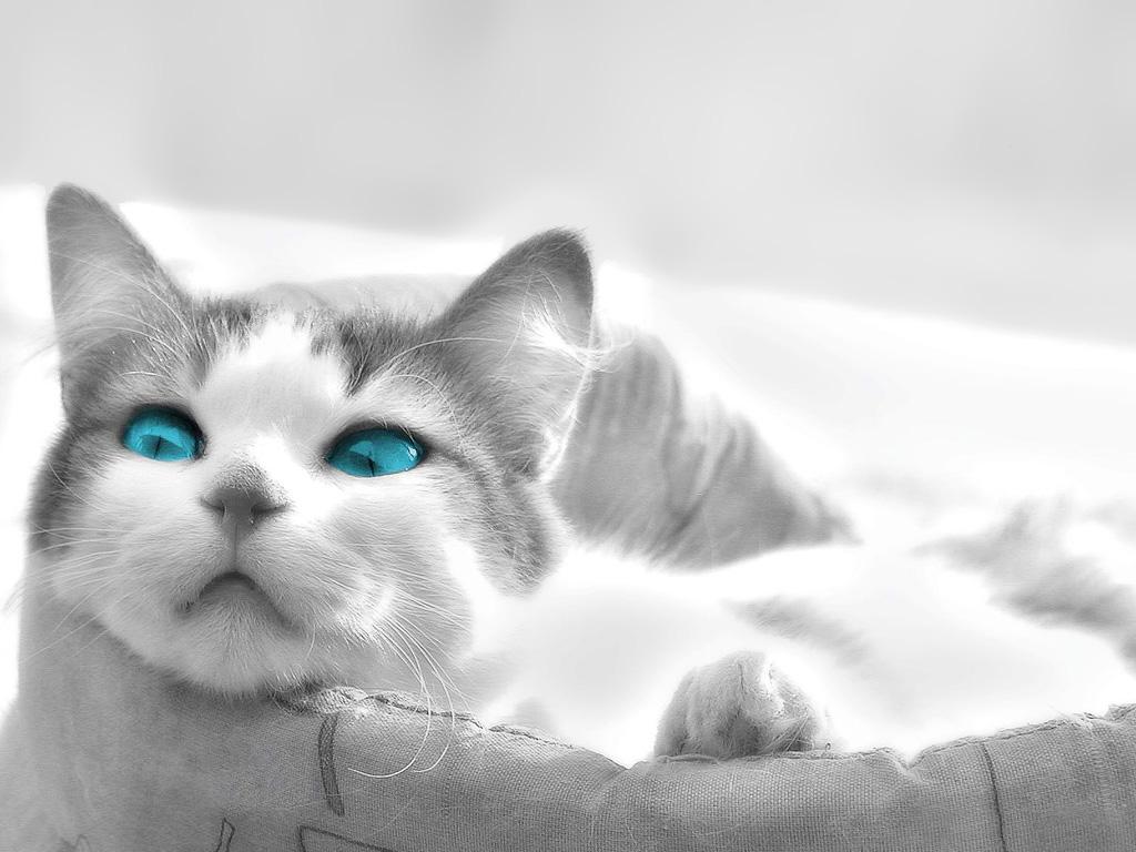 猫の画像・写真-クールブルーアイズ