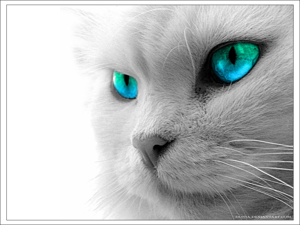かわいい猫の壁紙-エメラルドグリーン