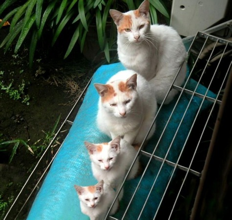 猫の画像・写真-マトリョーシカ家族