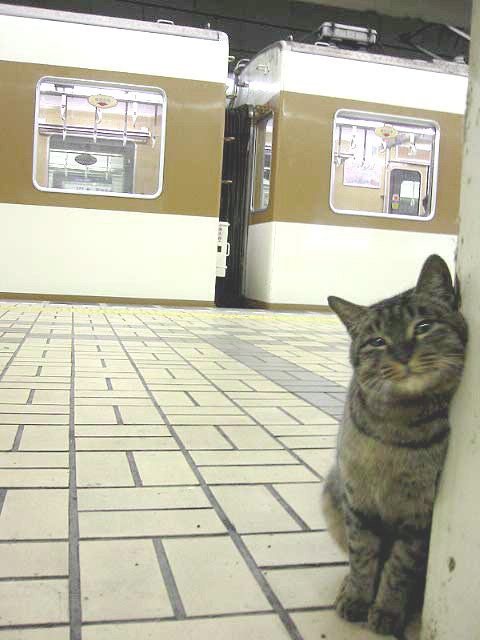 猫の画像・写真-駅ホームの出会い