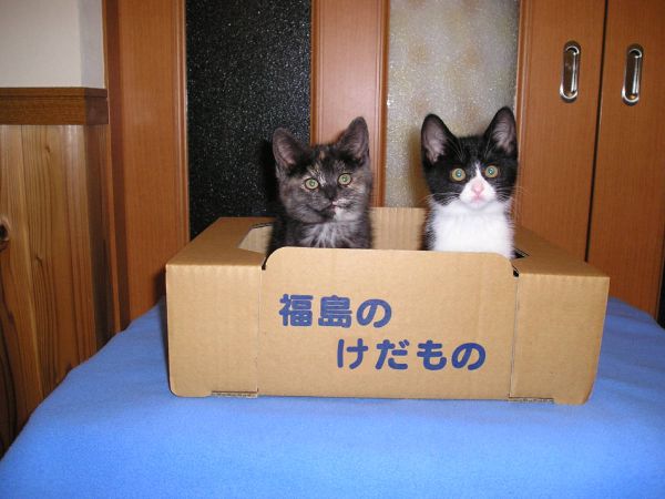 子猫・赤ちゃん猫の画像・写真-福島のけだもの
