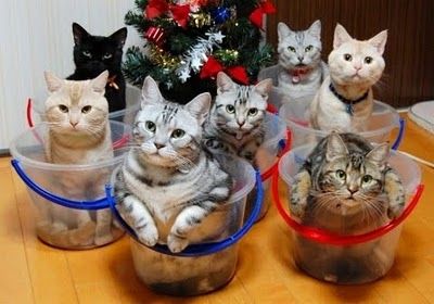 おもしろい猫の画像・写真-クリスマスプレゼント