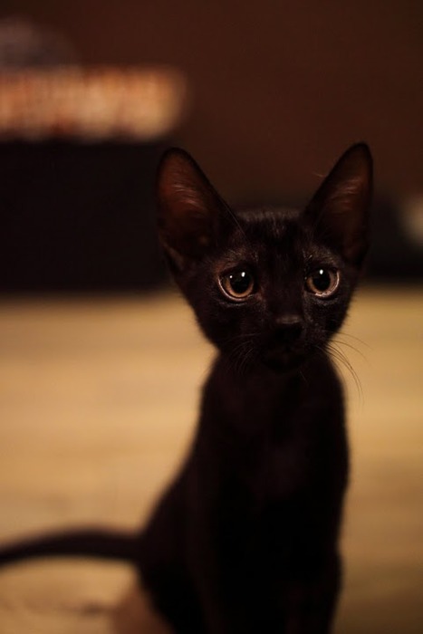 子猫・赤ちゃん猫の画像・写真-まんまるつぶらな瞳