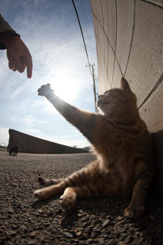猫の画像・写真-さあ、手をとって