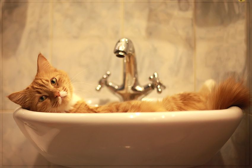 かわいい猫の壁紙-ちょっと！入浴中ですよ