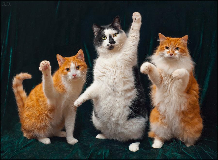 おもしろい猫の画像・写真-人気のお笑いグループ