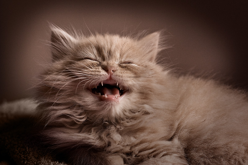 かわいい猫の壁紙-上品な笑顔