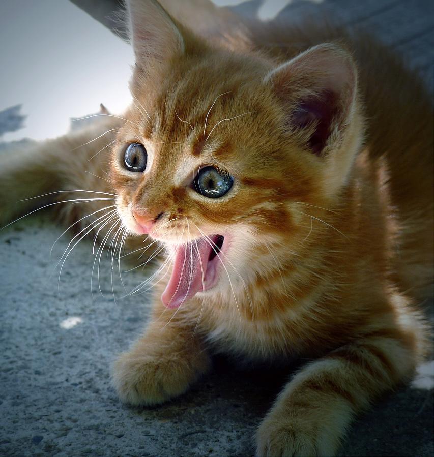 おもしろい猫の画像・写真-小さな化猫