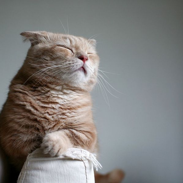 猫の画像・写真-瞑想中