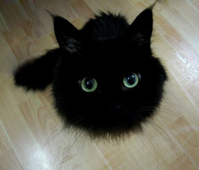 猫の画像・写真-黒い毛玉