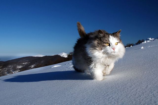 かわいい猫の壁紙-雪山仕様もっさもっさ