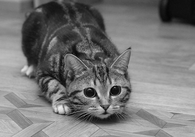 かわいい猫の壁紙-恐る恐る