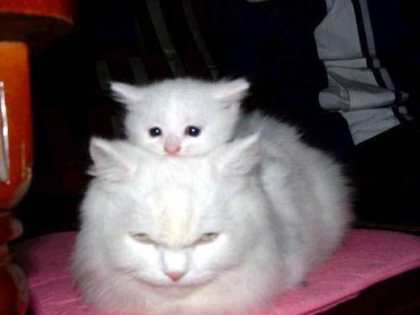 子猫・赤ちゃん猫の画像・写真-鏡餅