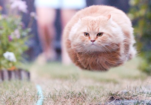 おもしろい猫の画像・写真-キャットボール