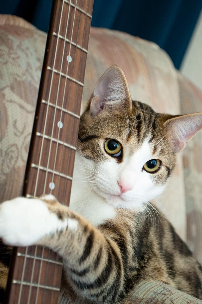 猫の画像・写真-人気のギタリスト