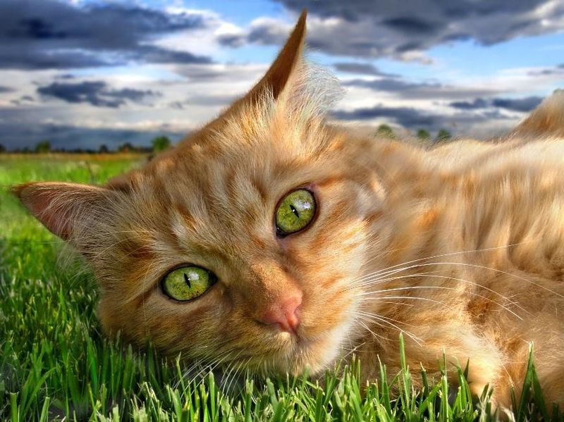 かわいい猫の壁紙-大草原のネコ