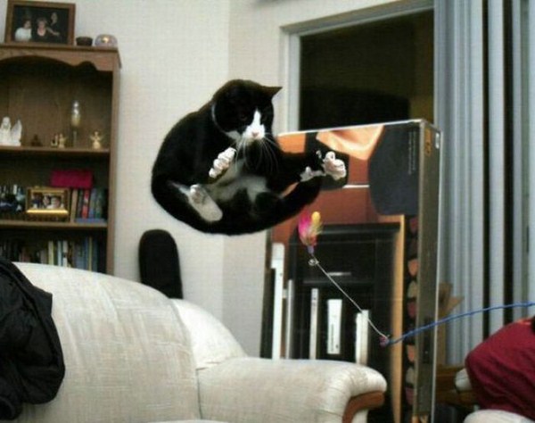 おもしろい猫の画像・写真-走り幅跳び
