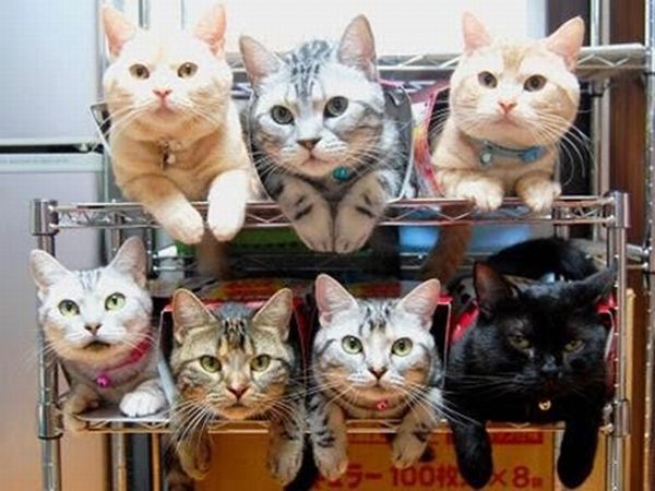 おもしろい猫の画像・写真-アパートの住人たち