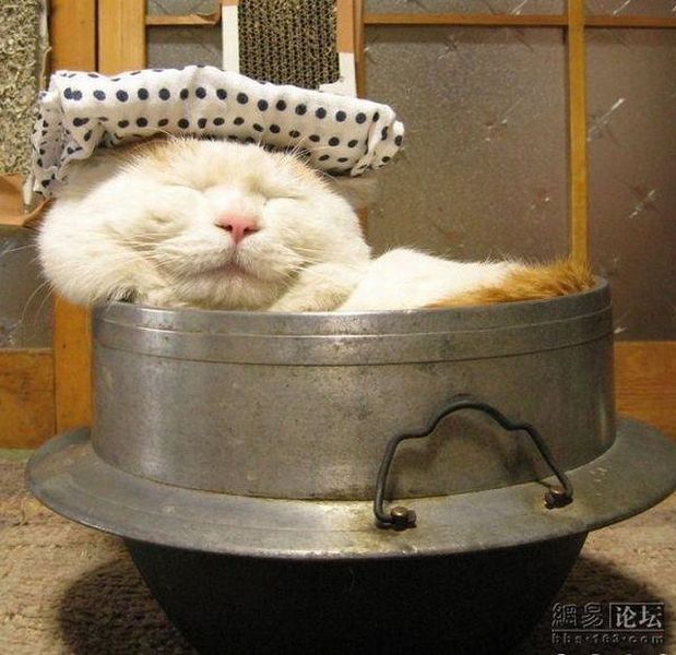 おもしろい猫の画像・写真-五右衛門風呂