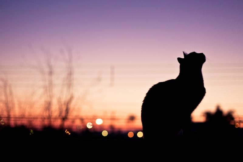 かわいい猫の壁紙-夕暮れ