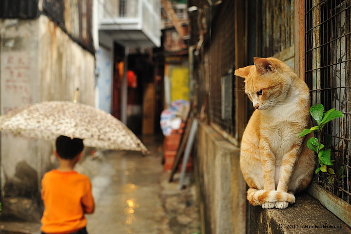 かわいい猫の壁紙-雨の日の窓際