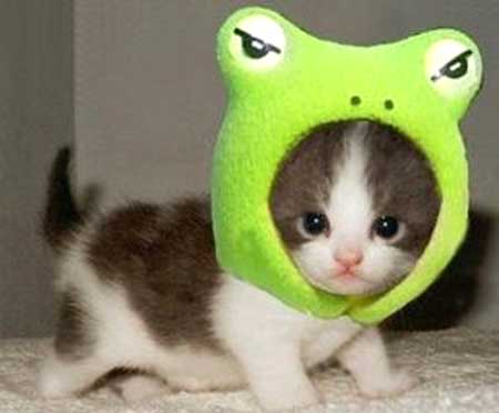 おもしろい猫の画像・写真-カエルの着ぐるみ