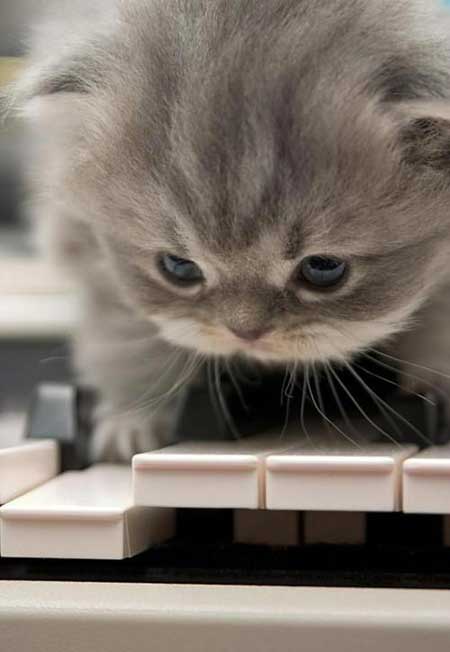 子猫・赤ちゃん猫の画像・写真-ピアノねこ