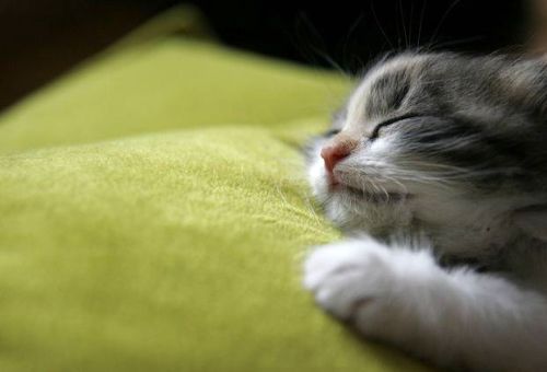 子猫・赤ちゃん猫の画像・写真-うたた寝