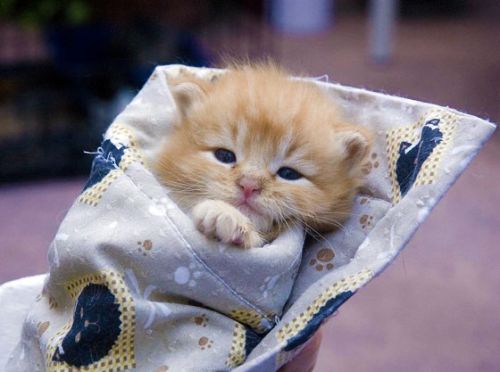 子猫・赤ちゃん猫の画像・写真-特性ベッド