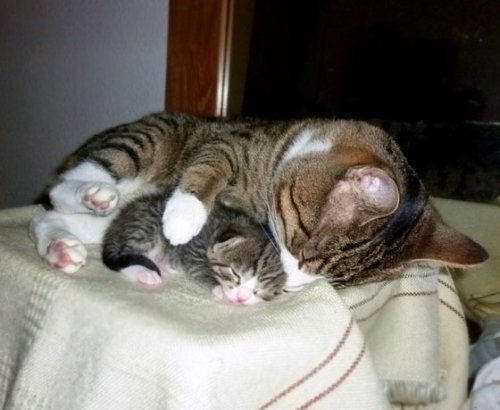 子猫・赤ちゃん猫の画像・写真-親子でお昼寝
